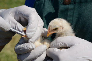 海关总署 农业农村部公告2020年第11号（关于防止波兰高致病性禽流感传入我国的公告）