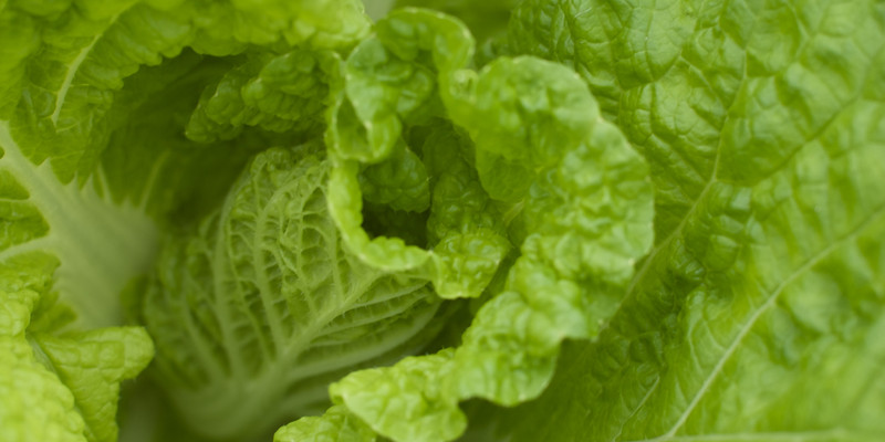 Feasibility study for growing lettuce, tomatoes and herbs in the USA