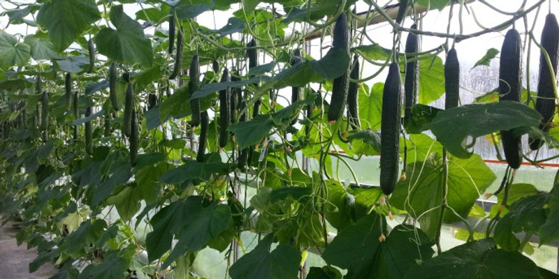 Feasibility study for growing cucumber in Québec, Canada