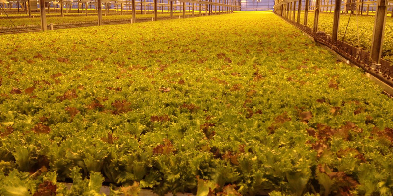 Feasibility study for growing lettuce, Australia