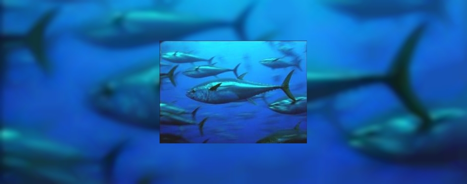 Monaco doet bedreigde tonijnsoort in de ban