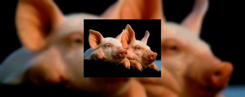 Ibis Amsterdam geeft varkens onderdak