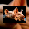 Ibis Amsterdam geeft varkens onderdak