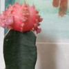 Cactussen ontvreemd uit grand-café