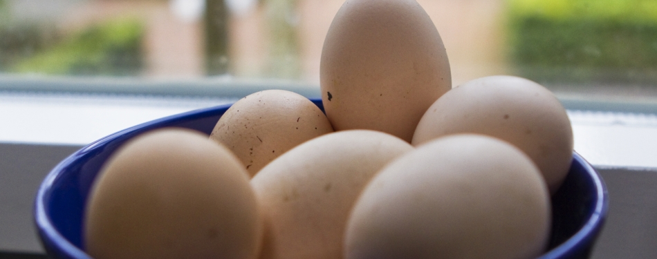 Meer informatie over besmette eieren in Nederland