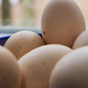 Meer informatie over besmette eieren in Nederland