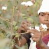 Video: Blycolins' Chetna Project helpt katoenboeren verder