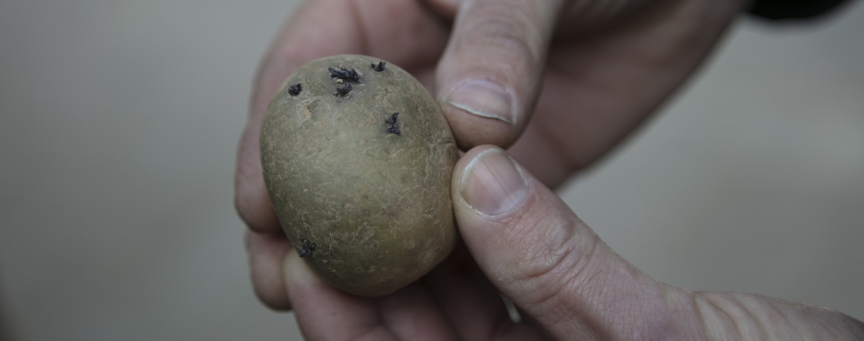 Onderzoek: De aardappel heeft de laagste milieudruk