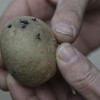 Onderzoek: De aardappel heeft de laagste milieudruk