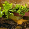 Amerikaanse franchiseketen Wayback Burgers gaat uitbreiden in Nederland