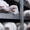 Nice to Meat haalt revolutionair Zwitsers LUMA-vlees naar Benelux