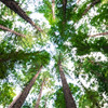 Stichting Hotels for Trees verwerft ANBI status