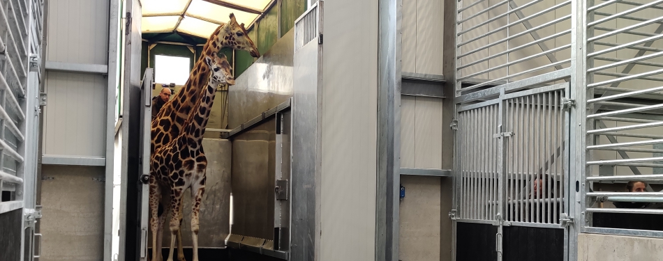 Eerste dieren nemen intrek in Safari Hotel Beekse Bergen