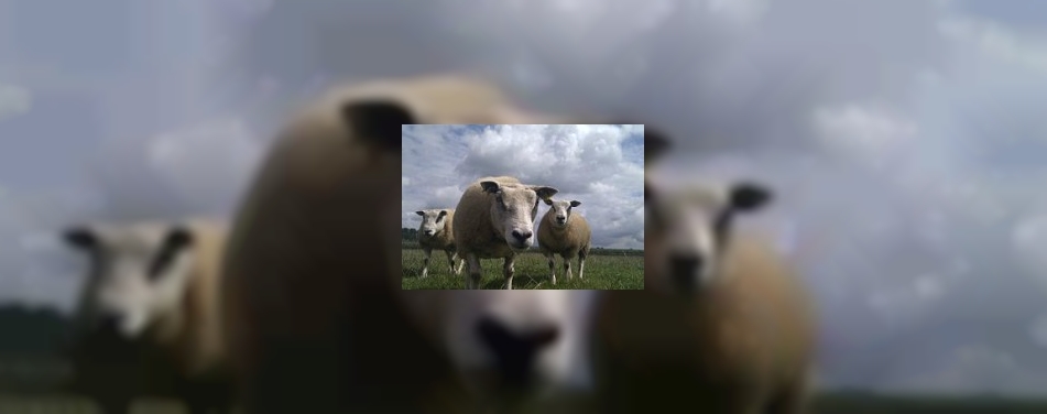 Groot succes: schapen in cafÃ© (video)