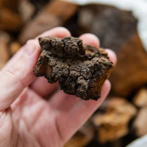 Chaga: what is it, what does it do and what are its benefits?