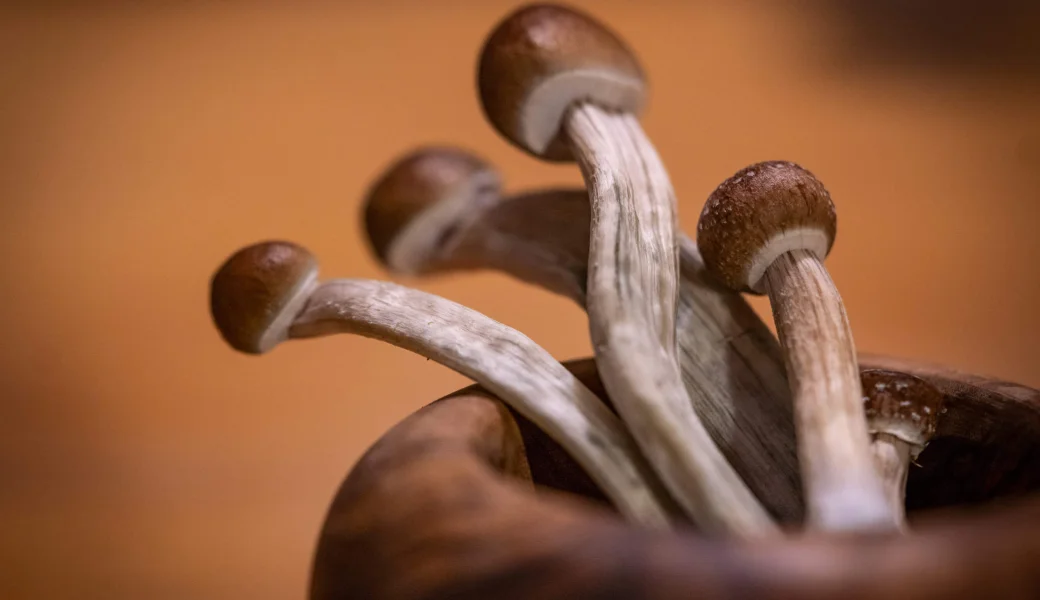 Research: Truffles or magic mushrooms for microdosing - what’s the difference?