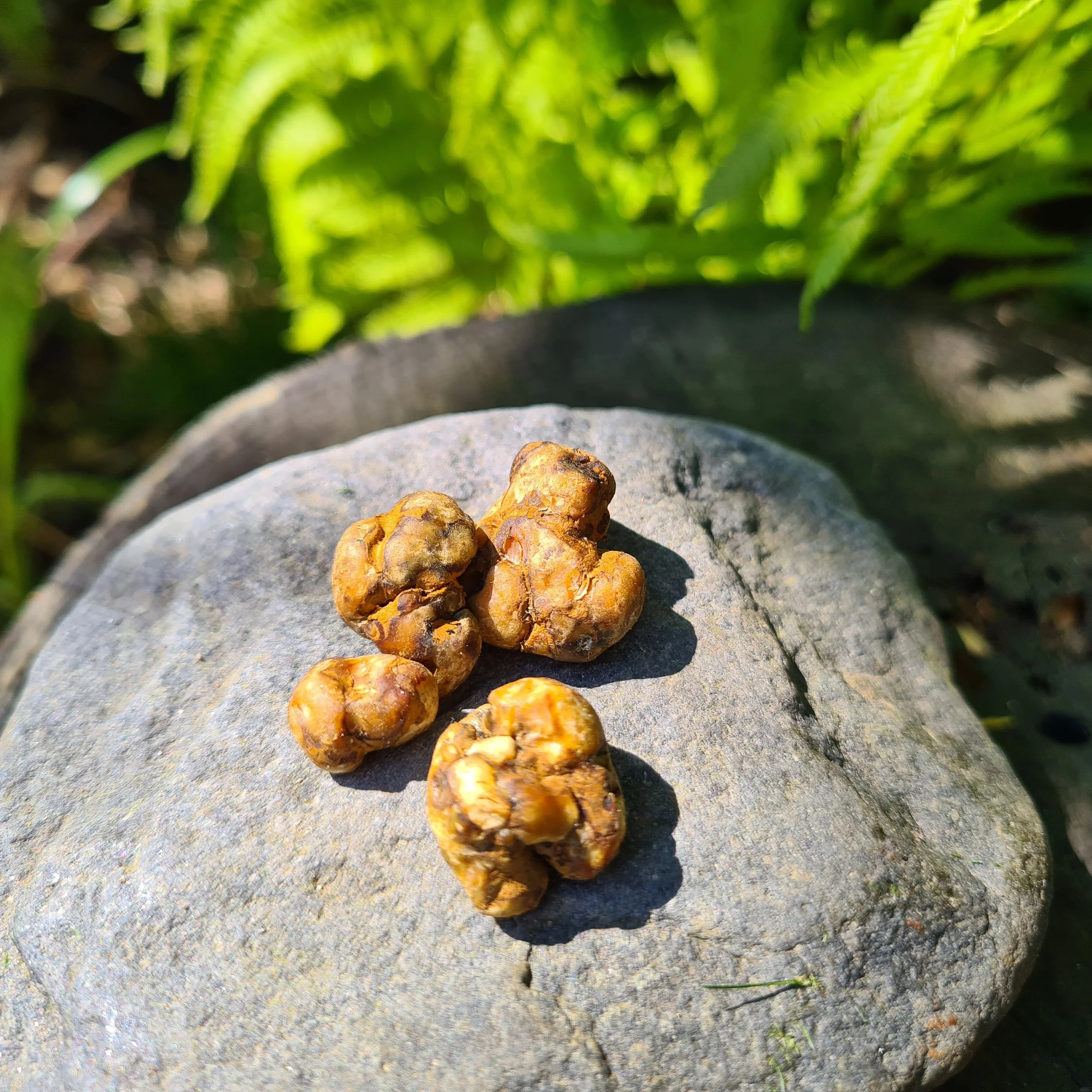 Microdose - Magic Truffels 'Pajaritos' 15 gram