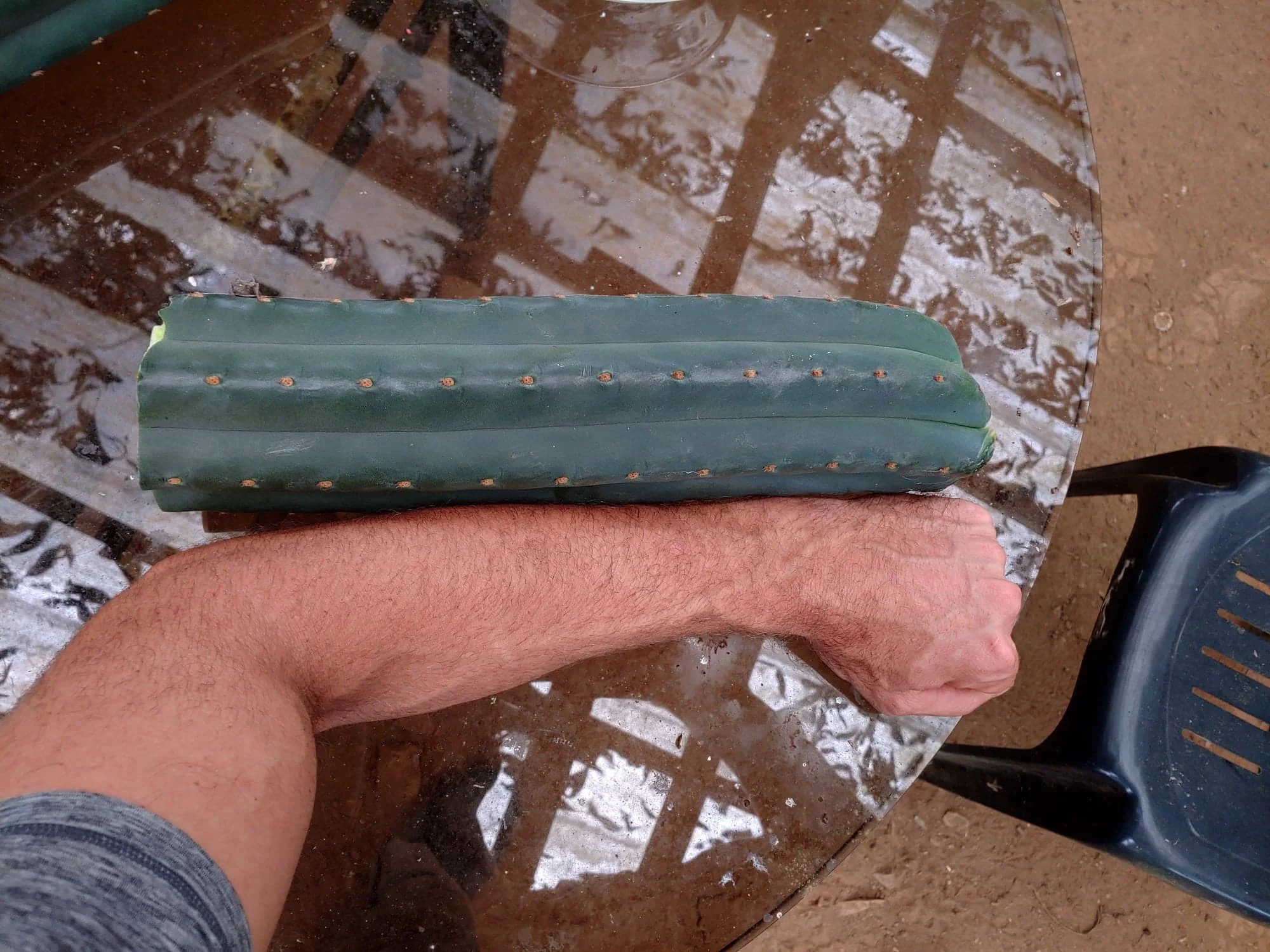 Microdose - San Pedro cactus Kweekset 'Trichoceureus Pachanoi'
