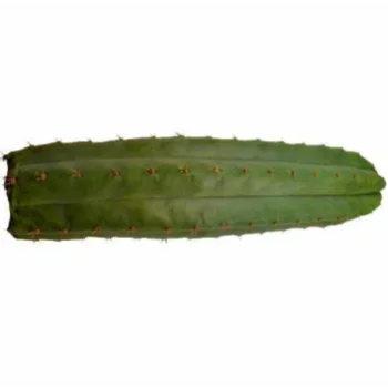 Microdose - 'San Pedro Cactus' Toolkit