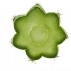 Microdose - 'San Pedro Cactus' Toolkit