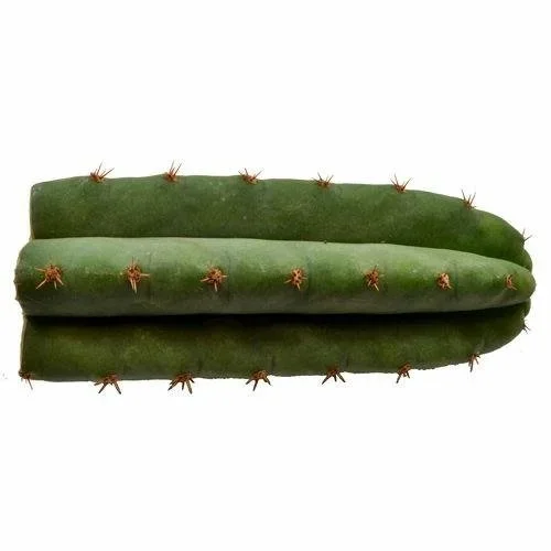 Microdose - San Pedro cactus (1 stuk) +-30cm