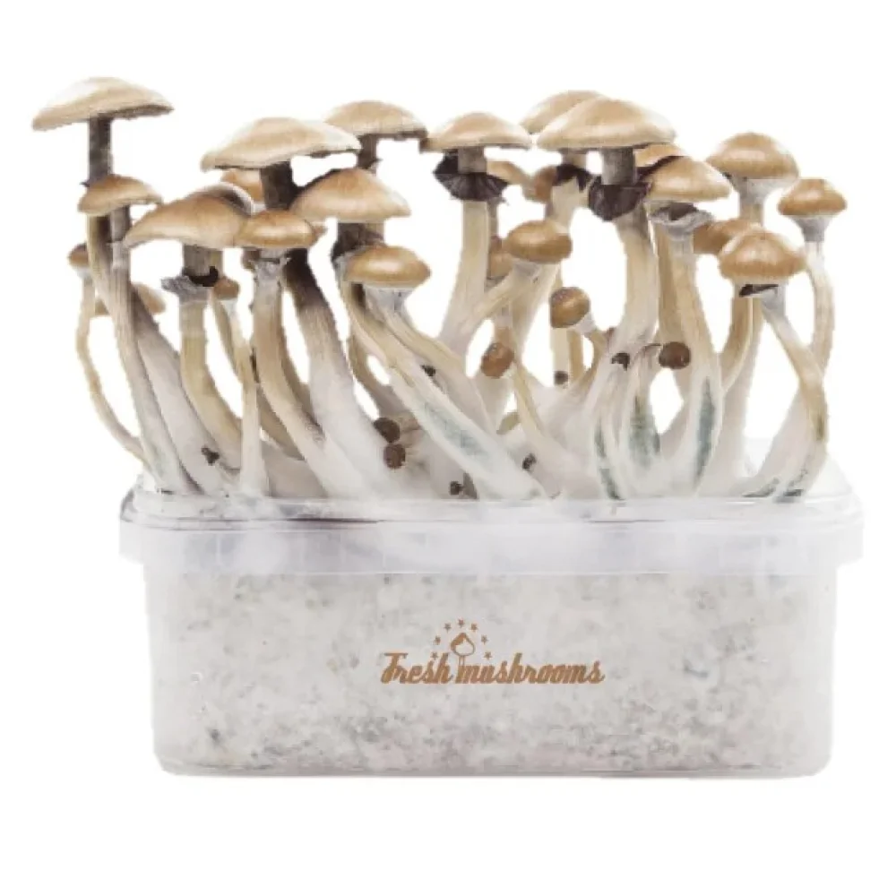 Buy Best Magic Mushroom Grow Kits