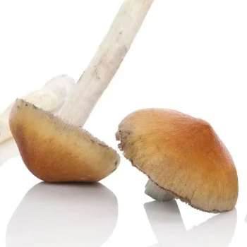 Microdose - 'Magic Mushrooms' Grow kit 