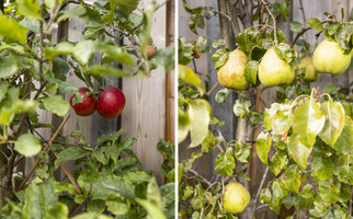 Druivengaarde 62, HENDRIK-IDO-AMBACHT